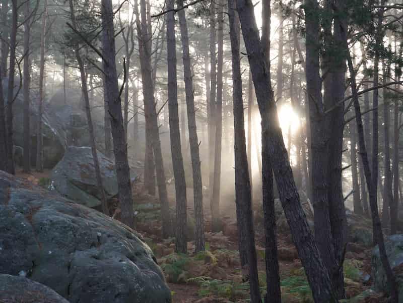 Fontainebleau forest in the morning